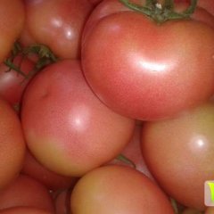 山东海阳通源蔬菜基地大量供应