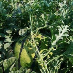 我处陕西合阳县路井镇韩家城村