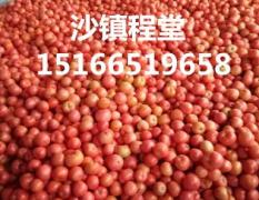 山东东昌府硬粉西红柿（普粉，硬粉）大量上市
