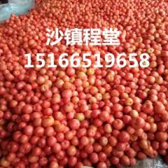 山东东昌府硬粉西红柿（普粉，硬粉）大量上市