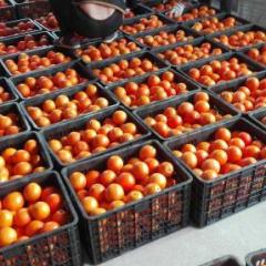 好消息：东江湖蜜橘特早上市啦！