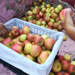 临猗黄土高坡地带，嘎啦，美八苹果