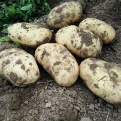 内蒙古黄沙地荷兰十五大量上市