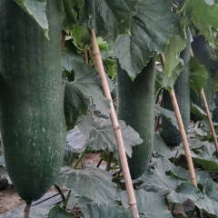 郸城黑皮冬瓜马上上市了 本人长期代购冬瓜