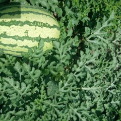 甘肃宁县金城5号 高原半砂土红瓤西瓜