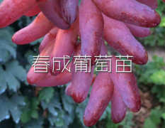 山东临朐县红宝石葡萄苗新品种