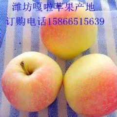 山东潍坊红嘎啦苹果产地