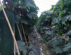 【喜讯】7月份河南省优质冬瓜大量上市啦！
