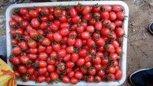 澄城赵庄王中奎7月SOD圣女果