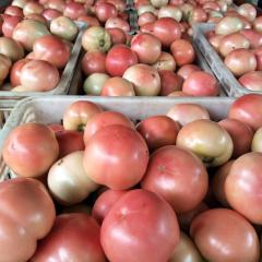 东昌府西红柿候营宋先生诚信合作