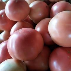 东昌府候营粉红精品，果型园无绿肩