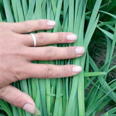 柘城韭菜 河南韭菜大量上市