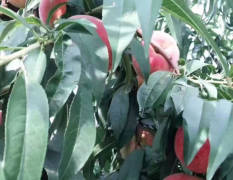 毛桃是夏季主要的水果之一