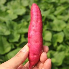 20万斤观兵台沙滩小香薯新鲜上市