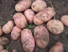 云南禄劝合作88土豆 现在已经开始上市了