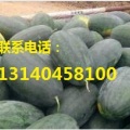 黑美人西瓜 量大 西瓜优