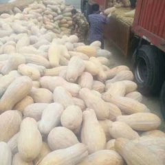 2017宜城南瓜 雨量充沛南瓜个大