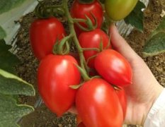 特色番茄种子，采摘园，生态园专供品种