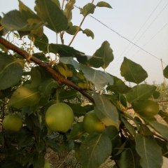 蒲城早酥梨种植面积大，果面好