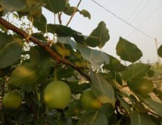 蒲城早酥梨种植面积大，果面好