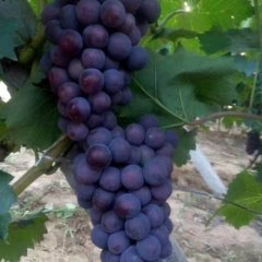 京亚葡萄大量上市，价格公道交通便利