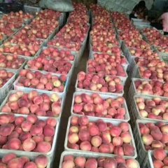 河北乐亭毛桃大量上市，红梅桃，早凤王