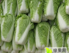 河北沽源： 漂亮的韩国黄心白菜 大面积上市了