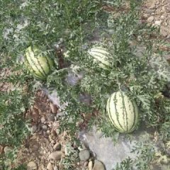 2017年靖远西瓜靖远硒沙瓜行情