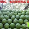 通许西瓜价格 龙卷风，黑美人，花皮有籽