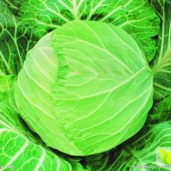 河北坝上6-9月份甘蓝大量上市