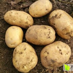 公主岭市怀德镇杨文涛延署四诚信代办代发