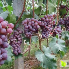 河南省太康县常营镇葡萄生态园