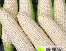 大荔糯玉米品种因其营养丰富、口感好