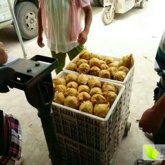 2017年安徽砀山翠冠梨​现已大量上市！！！