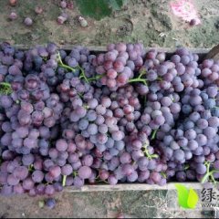 威县本产地有藤稔，夏黑，京亚