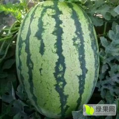 靖远高湾文经理9月硒砂瓜西瓜