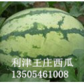 利津王庄西农八号成熟