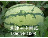 西农八号价格