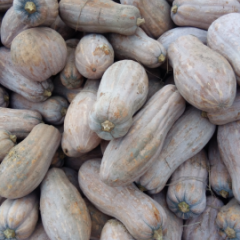 2017湖南南瓜 我地常年种植大面积密本南瓜