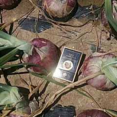 高台洋葱 常年用深水井灌溉