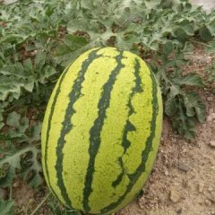 甘肃白银有千亩左右旱沙地金花