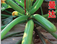 越夏西葫芦种子夏季耐高温西葫芦种子-绿曼达