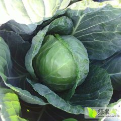 甘肃张掖优质中甘21甘蓝