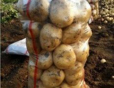 2017兴城中薯五土豆现在订货有惊喜