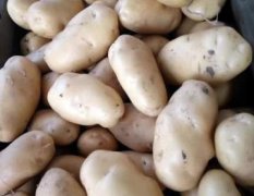高密土豆 土豆种植专业合作社‍‍1