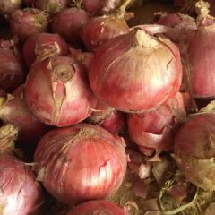 2018河南宁陵红皮洋葱大量上市