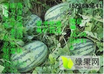 2016年河南夏邑冠龙价格