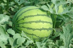 辽宁凌海甜王系列，919，京欣