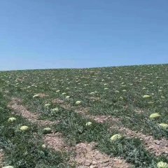 靖远西瓜长势旺盛,甘肃张克功诚信合作
