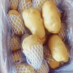 滕州荷兰土豆大量上市需要的抓紧联系